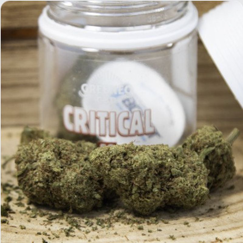 Fleurs de CBD Critical